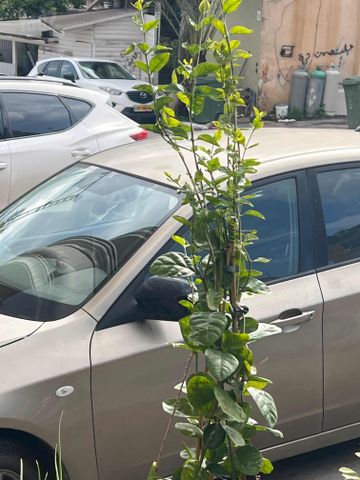 סובארו אימפרזה