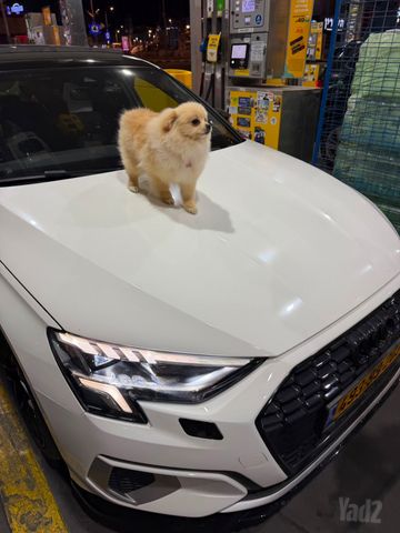 אאודי A3