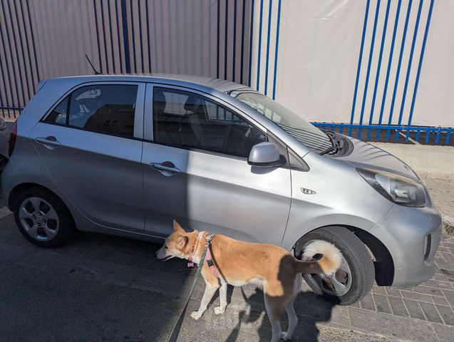 קיה פיקנטו