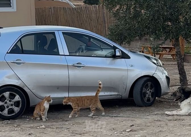 מודעת רכב קיה פיקנטו